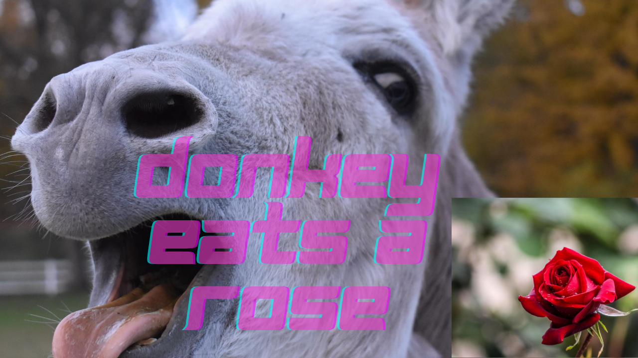 donkey eats a rose